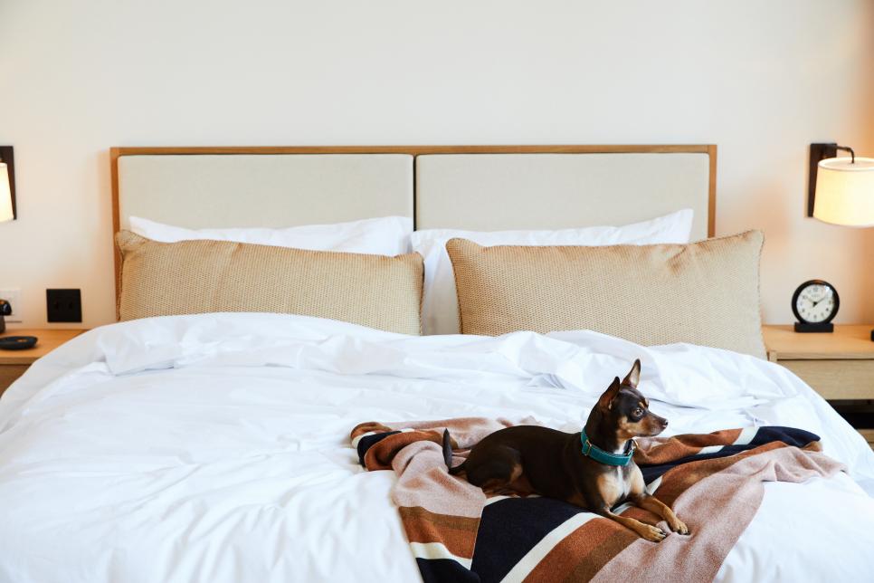 Pet Friendly Hotel Makes Your Vacation Enjoyable