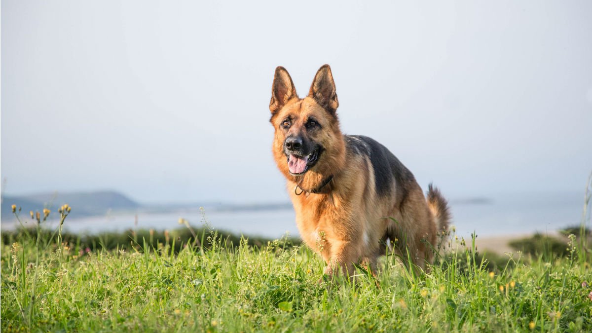 Benefits of Dog Training and Boarding Services