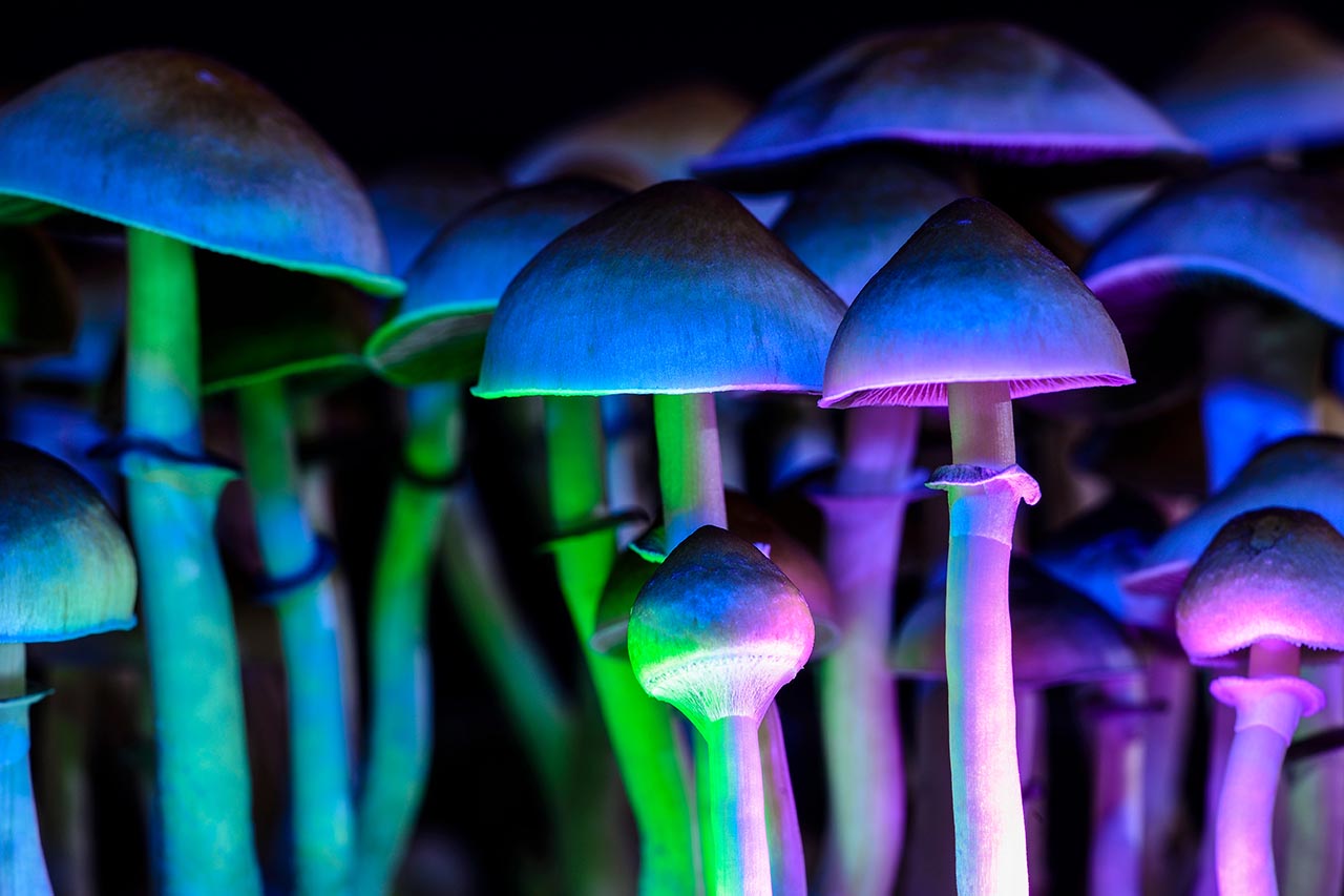 Enchanting Experiences: Buy Magic Mushrooms Online for a Psychedelic Adventure