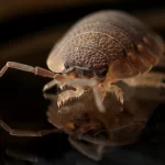 bedbug treatment