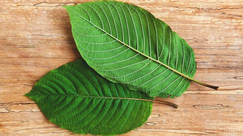 Kratom: Unfolding the Myths and Taking Control of the Truth