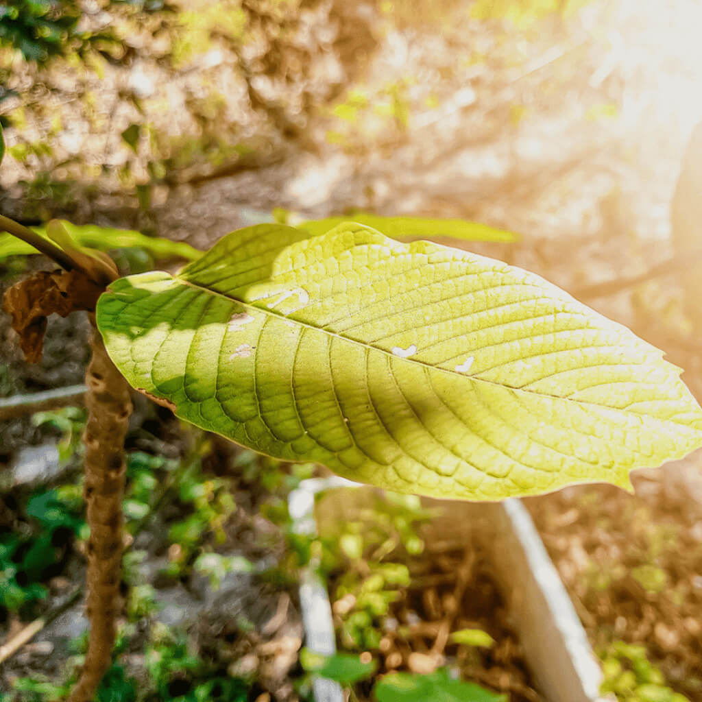 How to Tell If Your Kratom Powder Is Good