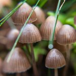 How Magic Mushrooms Can Enhance Meditation and Mindfulness