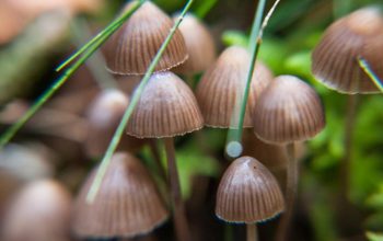 How Magic Mushrooms Can Enhance Meditation and Mindfulness