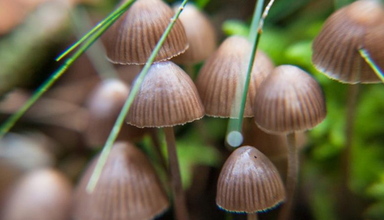 How Magic Mushrooms Can Enhance Meditation and Mindfulness