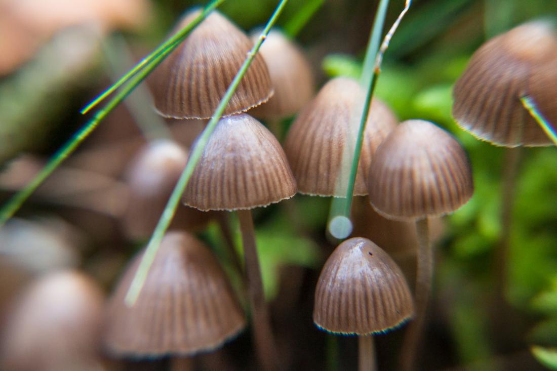 How Magic Mushrooms Can Enhance Meditation and Mindfulness